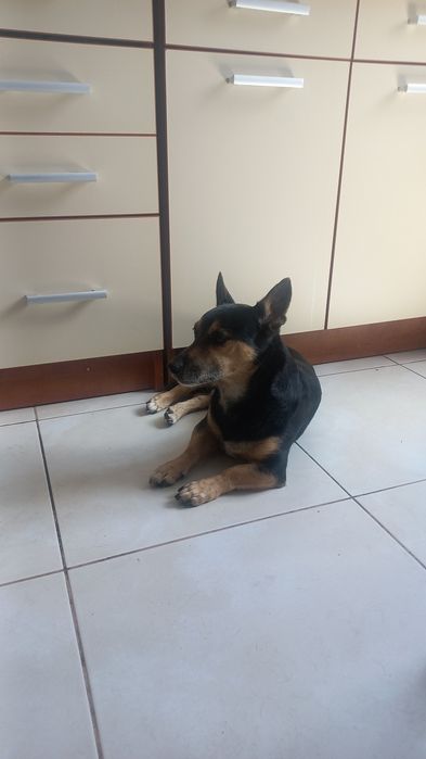 Przekażę psa do domu który go pokocha