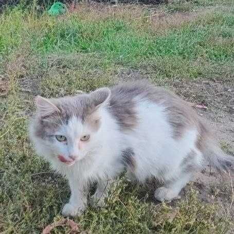 котики в люблячі руки