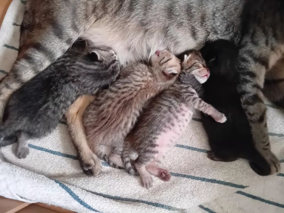 Gatinhos para adoção