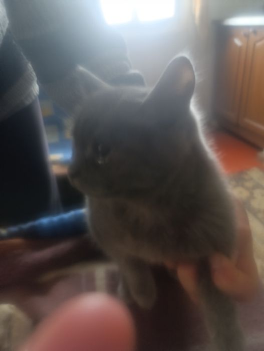 Британские котята