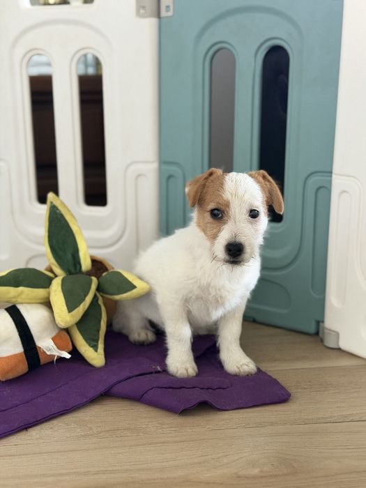 Suczka Jack Russell terrier ZKWP/FCI szorstkowlosa