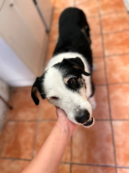 Cão para adoção responsável