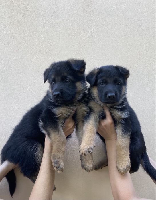 Щенули немецкой овчарки