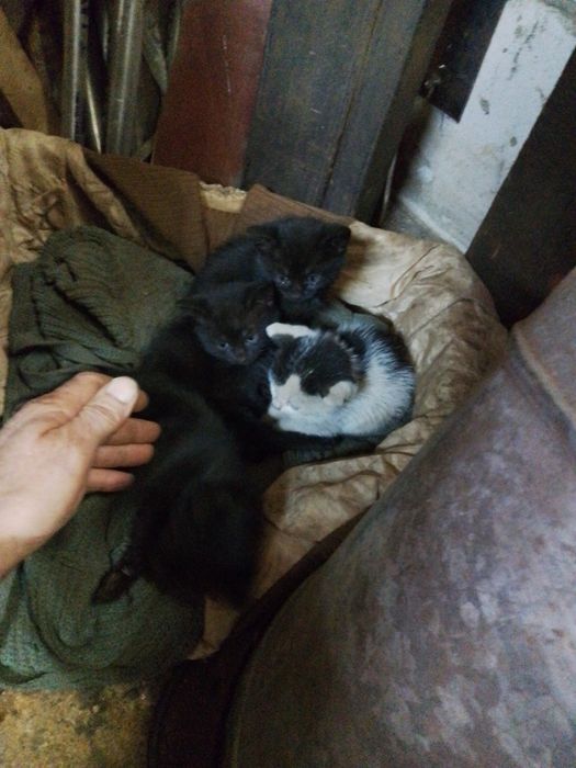 Шукають домівку і хазяїна.