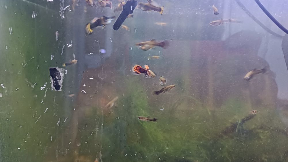 Guppys diversos tamanhos - machos e femeas