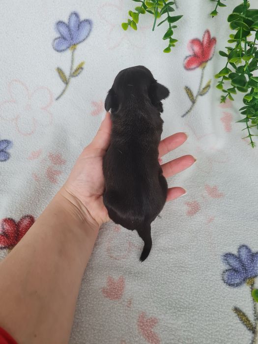 Excelente menina Pug Carlin Preta de Qualidade