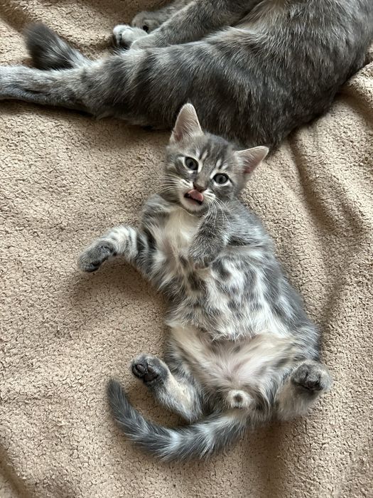 Кошеня у добрі руки, котик