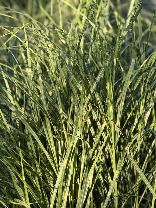 Мискантус китайский Little Zebra