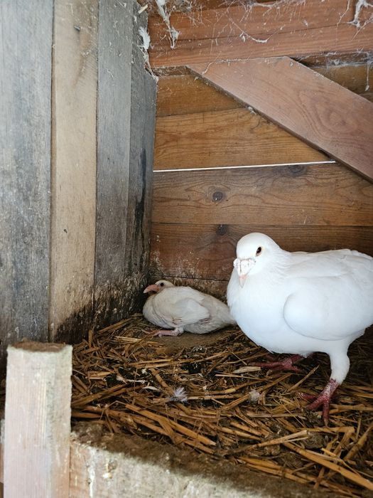 Gołębie Rasowe  okazja