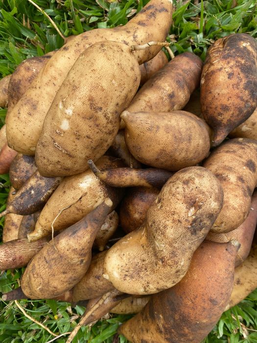 Batata yacon 2.50€/Kg