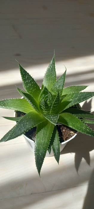 Алоє осисте. Кімнатна рослина.Сокулент.Вазонок.