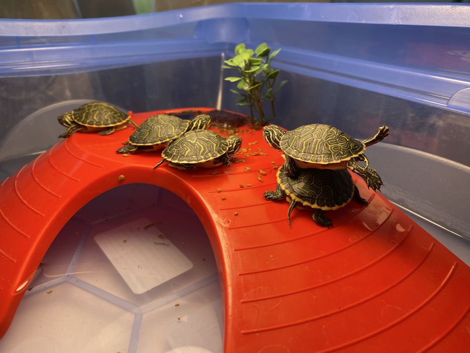 Żółw Żłówiki  hieroglifowe