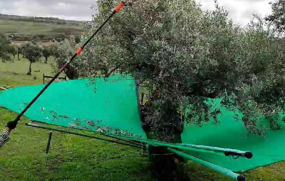 Apara Frutos / Toldo para azeitona