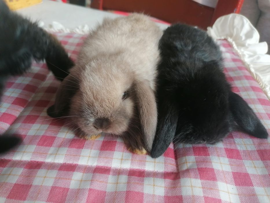 Coelhinhos anões mini lop (orelhudos)
