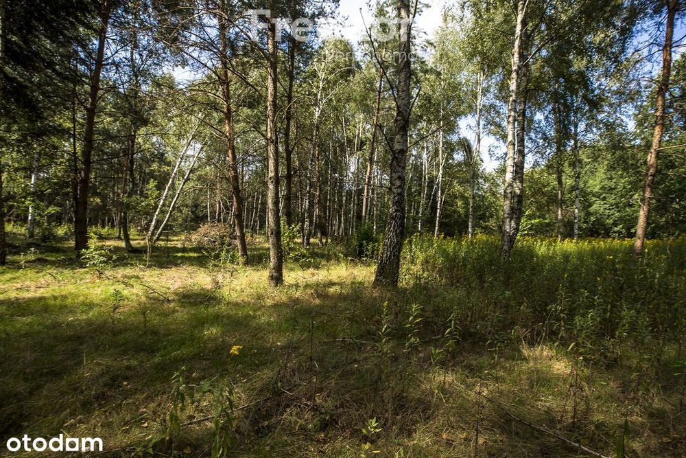 Działka 81 ar z lasem | Wz w toku | Rakszawa - Widok 3
