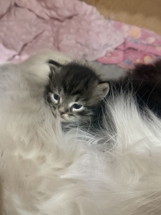 Koteczka syberyjska po utytułowanych rodzicach