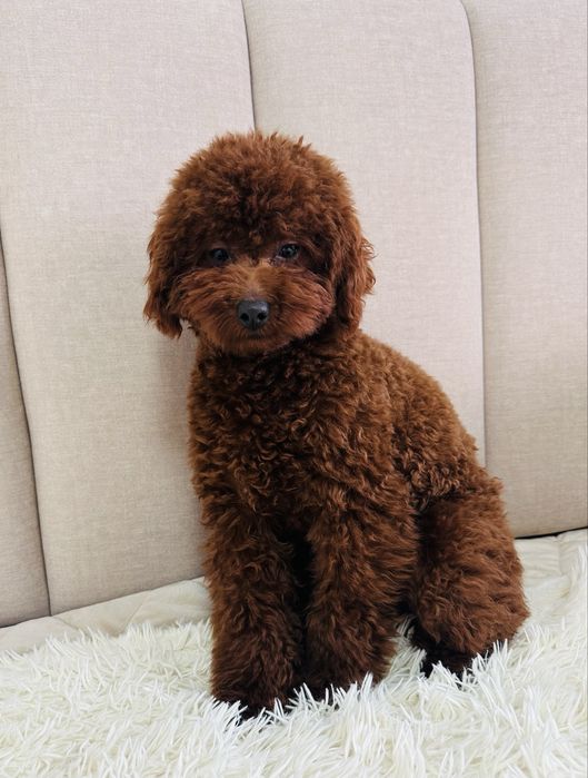 Кобель йодового кольору