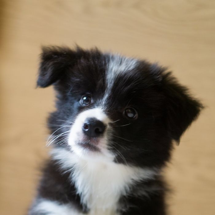 Border Collie ZKwP/ FCI suczka Brudzowice • OLX.pl