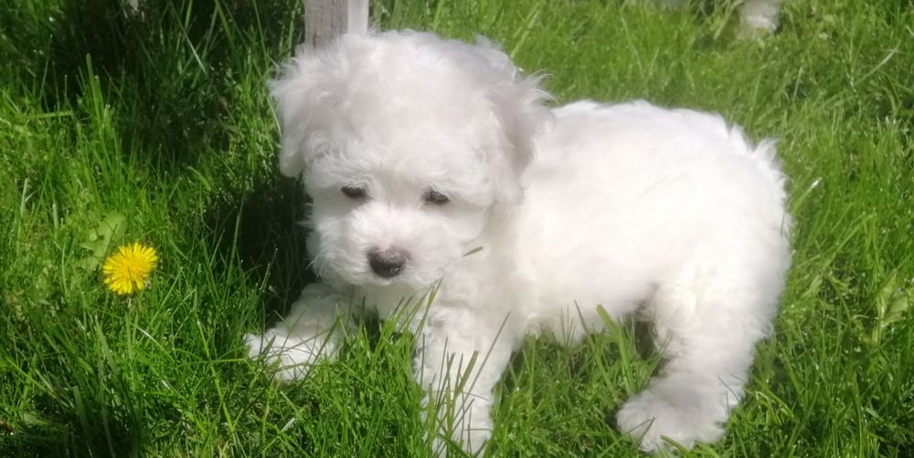 Бішон фрізе бишон фризе