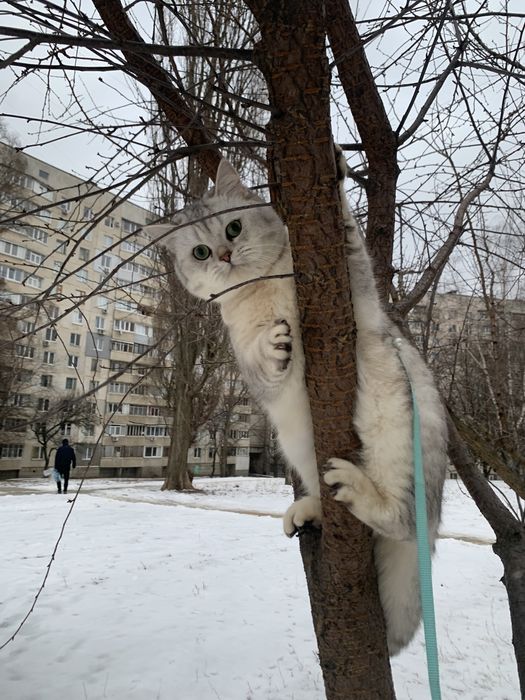 Вязка Шотландский Скоттиш Страйт