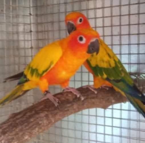 Aratingas Sol bebés a serem criadas à mão