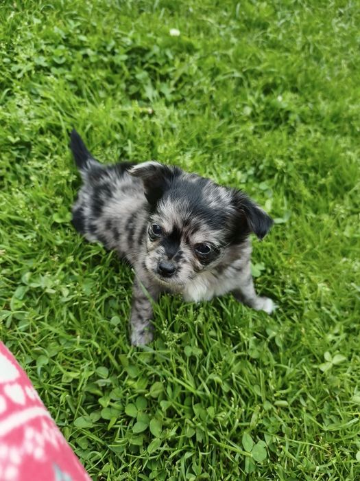 Długowłosy piesek chihuahua