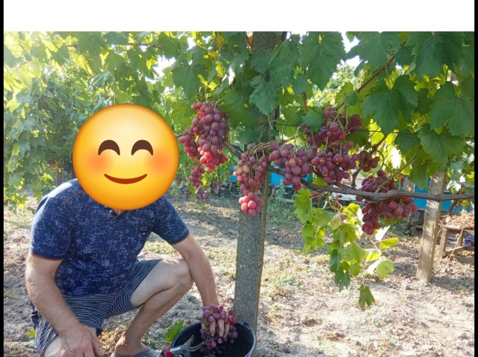 Лоза виноградна "чубуки"