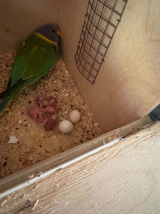 casal de cabeca de ameixa aves adultas reprodutores