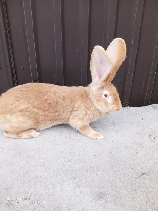 Sprzedam samicę olbrzym belgijski żółty,