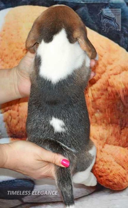 Beagle – sunia „Timeless Elegance” | hodowla Negraland