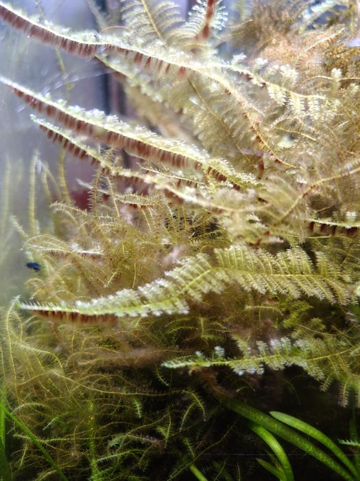 Mech akwariowy Christmas moss I java moss