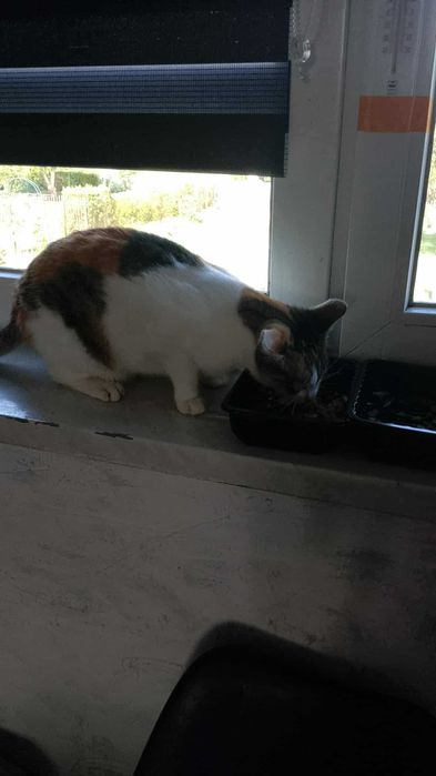 Zaginęła kotka ma na imię Fifi