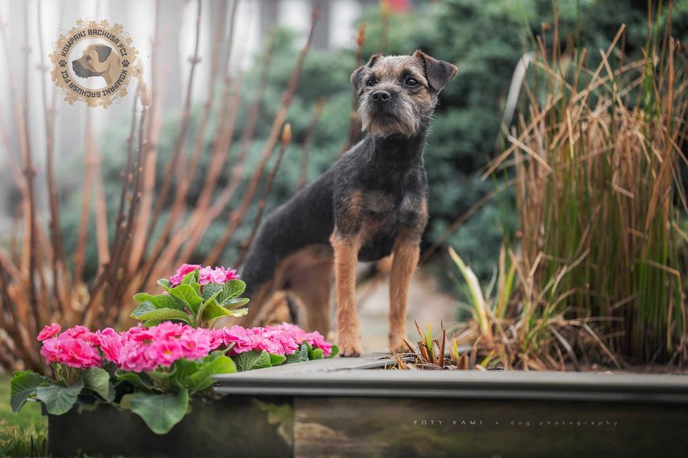 Border terrier FCI Szczeniak (wybitni rodzice) rezerwacja 2026
