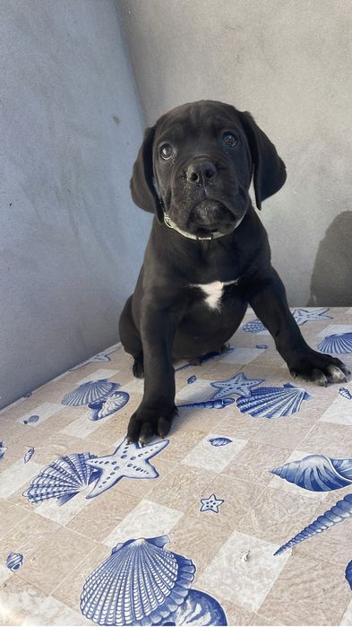 Cane Corso Italiano