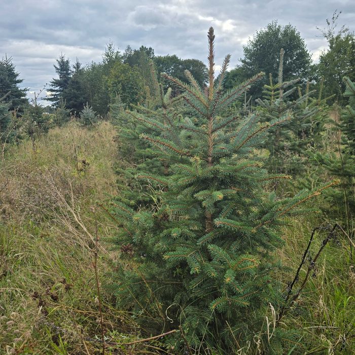 Choinki, świerk srebrny, serbski