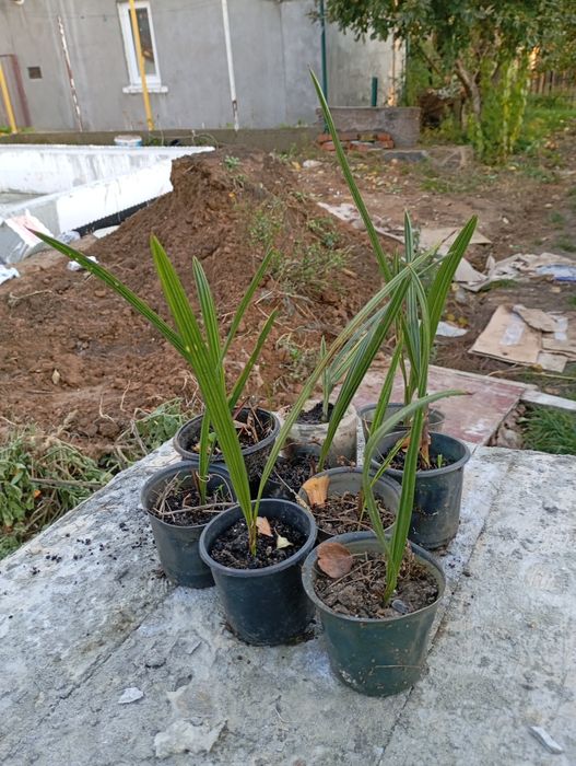 Саджанець фінікової пальми