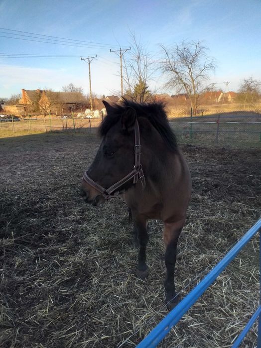 Sprzedam klacz Rasy Hoculskiej