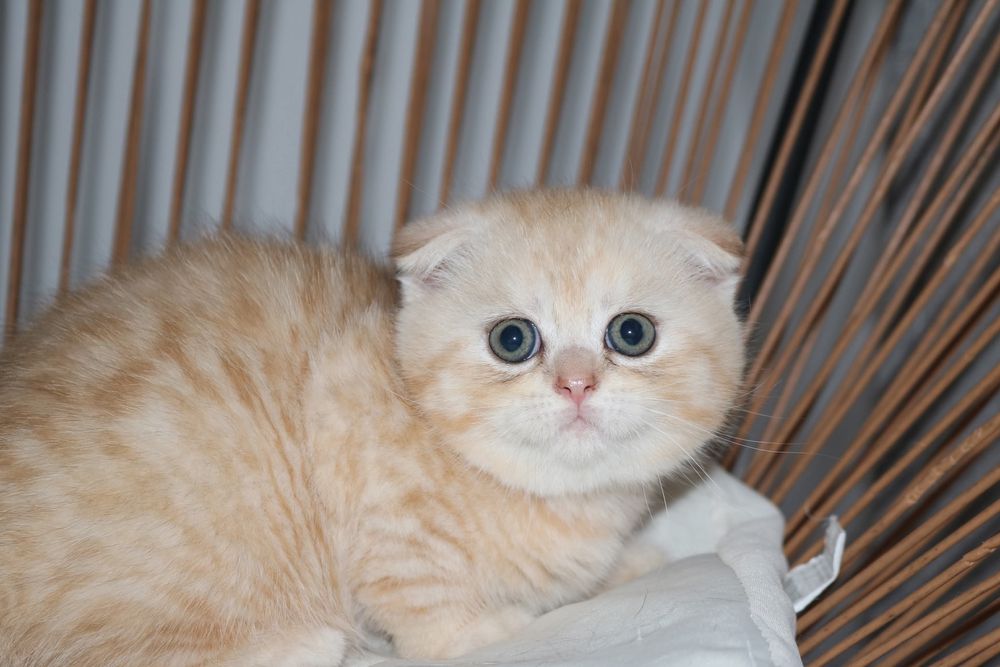 Macho scottish fold creme