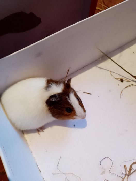 продається морська свинка