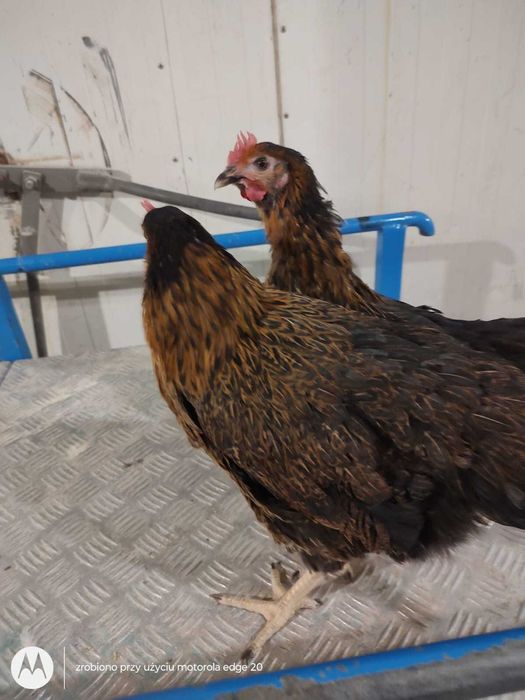 Kury nioski młode zdrowe z jajkiem ! Dominant Zielononóżka !