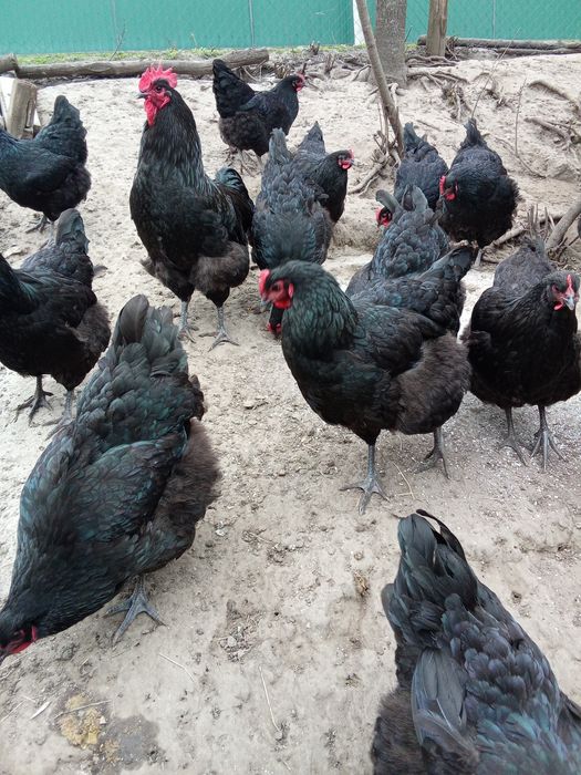 Кури породи джерсійський гігант.