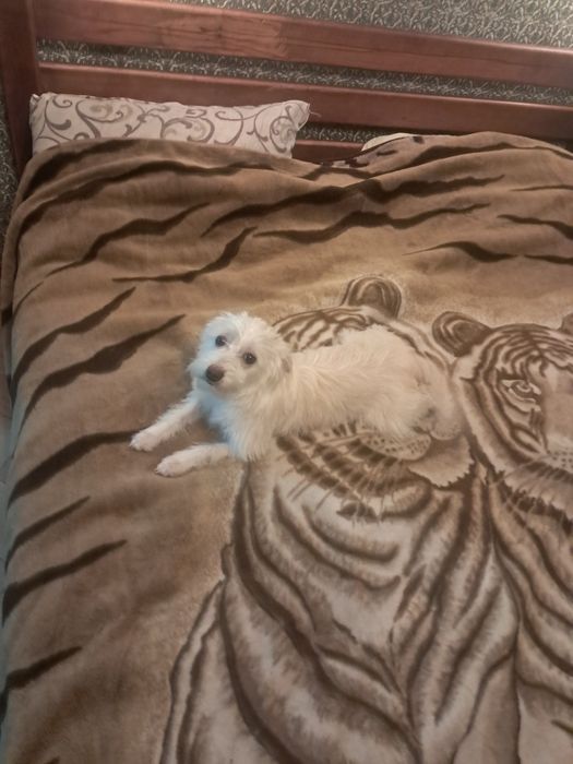 Собачка китайской хохлатой, пуховка ищет семью