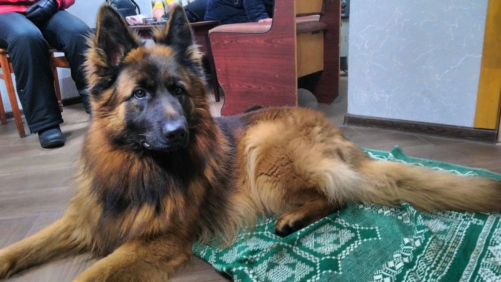 В'язка, німець хлопчик