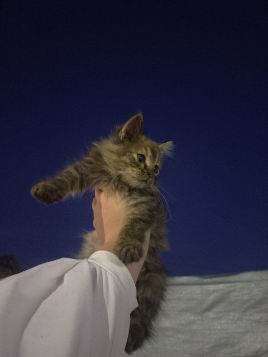 прилаштування кошеня, дівчинка