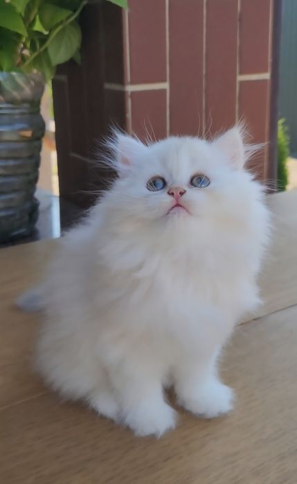 Шотландське кошеня Голубе золото