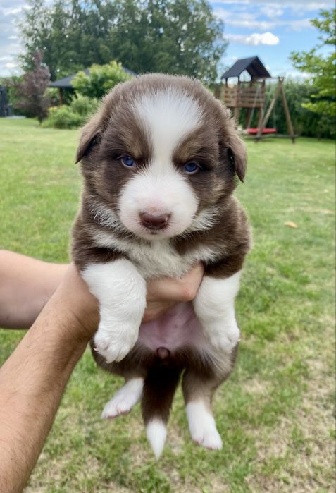 Piękna suczka Border Collie - Brązowo-Biała - BONNIE