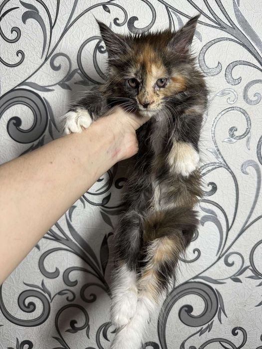 Мейн-кун дівчинка