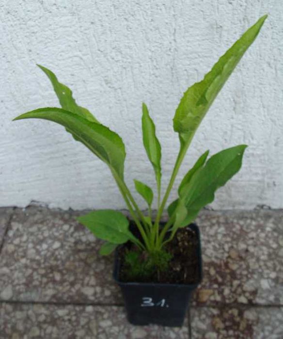 JEŻÓWKA Baby Swan White - sadzonki w doniczkach !!