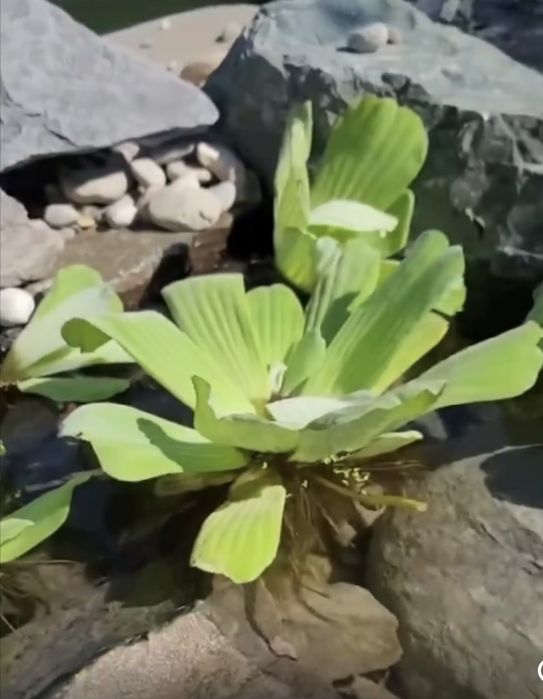 Ейхорнія,пістія,водяний гіацинт