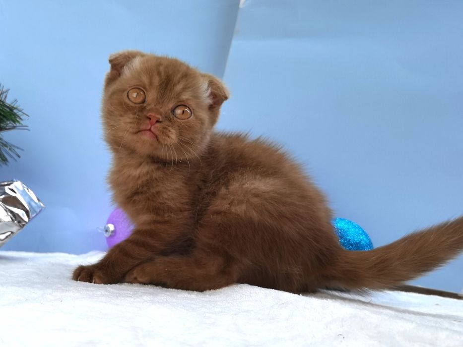 Шотландский вислоухий котик в новом окрасе циннамон